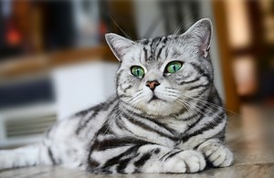 Britisch Kurzhaar | zooplus Magazine