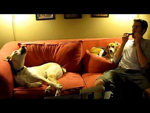 Dogs Howl to Harmonica