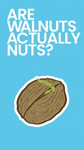 1.5K views · 45 reactions | Are Walnuts actually nuts? Find out here! Check the full video on the HISTORY OF WALNUTS to learn more. #walnut #historyfacts #foodhistory #growingfood #historyof | Jerry James Stone | Facebook