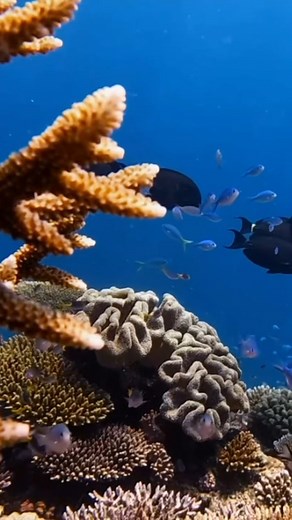 Where time slows down and silence speaks volumes. 錄 A reminder to breathe, drift, and just be.  | Abc Reef Safaris | Facebook