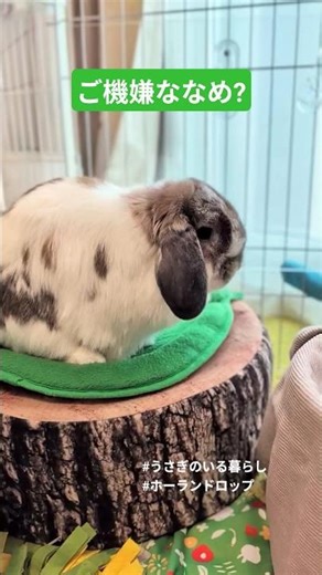 うさぎの気持ち🐰ご機嫌ななめじゃないよね😅 #ホーランドロップ #うさぎ #癒し #bunny #rabbit #かわいい #うさぎのいる暮らし #cute #hollandlop #可愛い