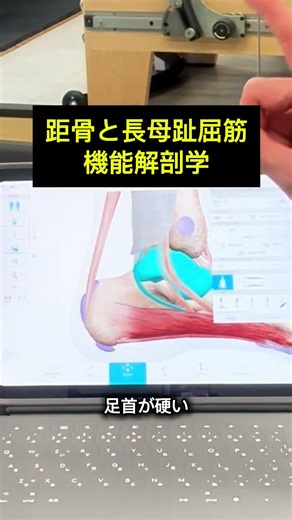 距骨と長母趾屈筋の機能解剖学