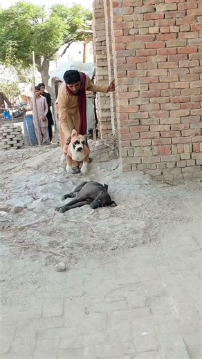 Funny Dogs reaction 🤣 #shorts #funny #dog #funnyvideo