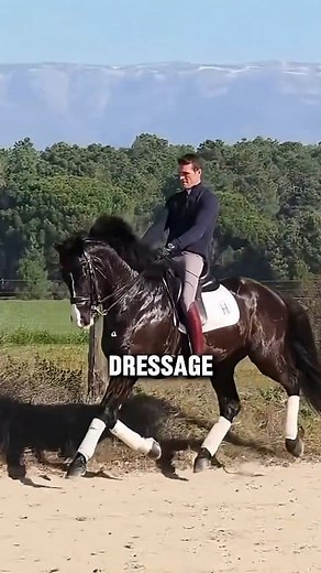 2 Amazing Facts About The Oldenburg Horse Breed #horse #equestrianjourney #equestrian #animals | Furry Stories