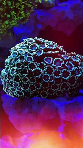 Goniopora & Alveopora Flowerpot Corals | Reef Tank Beauty #flowerpot #goniopora #Alveopora #coral