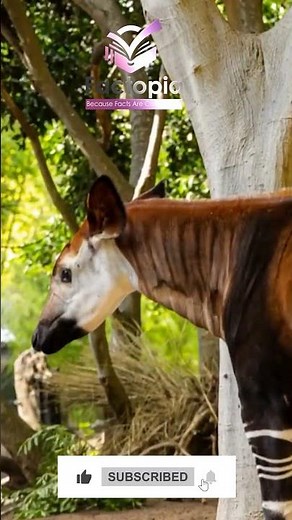 The Okapi – Africa’s Hidden Secret Revealed!