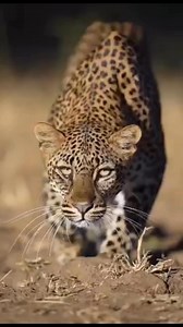 612K views · 14K reactions | The slow movement of a Leopard is not a mistake but the calculation of accuracy, timing and distance | Ba NAPSA the second in command | Facebook