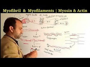 Myofibril | Myofilaments | Myosin and actin filaments | Support and Movement