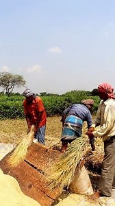 Traditional Paddy Threshing: Hi Friends, In this reel you can see that the farmers were busy threshing paddy manually by beating. In this reel we tried to show you how paddy is threshed traditionally. They beat paddy bundles on wooden log. It's tiring and laborious too. But we see this method seldomly. #threshing #fb #reels #kisan #krishi #paddy #paddycultivation #paddyfarmers #paddyfarming #paddyfarmer #rice #ricefarmer #ricecultivation #ricefarming #fbreels #agriculture #agritech #farmer #farm