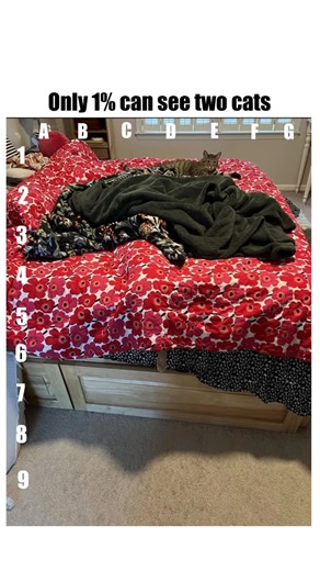 Crazyscenez on Instagram: "Follow if you spotted the second cat ↑ THERES A SECOND CATT? Can you spot the cat in this living room? Look closely there’s a second one blending in so well it might be staring straight at you. #explore #exploremore #viral #reels #crazyscenez"