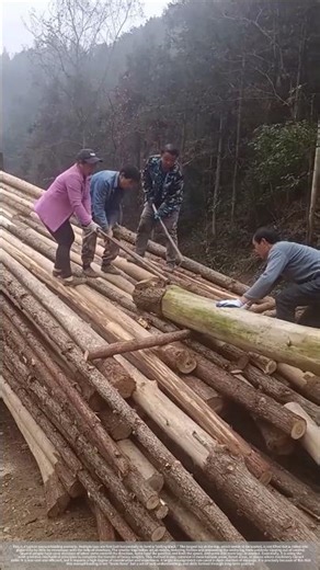 A few pieces of wood can pry open an entire log.