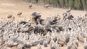 A flock of birds are gathered in a field. The birds are of different sizes and colors. Some birds are flying, while others are standing still. The scene is peaceful and serene