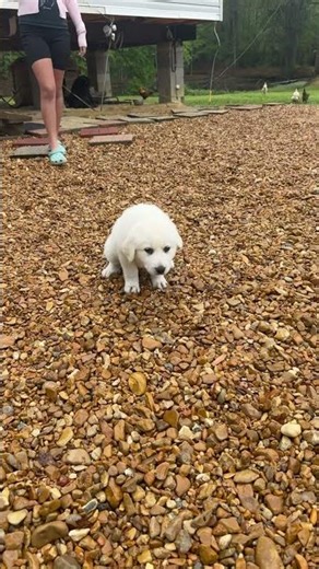 Haciéndose amigos las nuevas mascotas