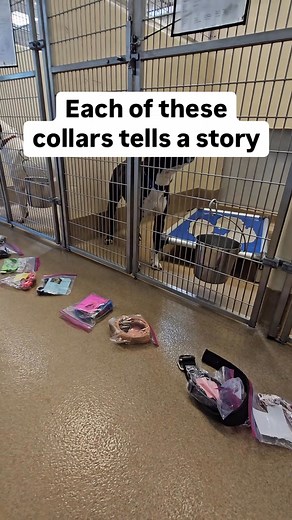 DeKalb County Animal Services is an open intake shelter, welcoming dogs who find their way to us, many of them lost from our community. These pets are ready once again for a loving home and a family to call their own. Adopt or foster today at 3280 Chamblee Dunwoody Road. | Dekalb County Animal Services