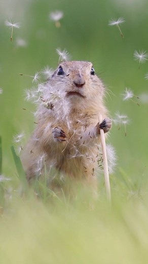 Julian Rad on Instagram: "Make a wish ✨🐿️ #natureonly #nature_brilliance #naturewalk #naturephotography #wildlife #wilderness #wildlifeart #wildlifephotography #squirrel #earthcapture #groundsquirrel #cuteanimals #animal #animallovers #animallove #exclusive_wildlife #instanaturefriends #mammalsofinstagram #animals_in_world #earth #majestic_wildlife_ #amazingphotohunter #ourplanetdaily #EarthCapture #ourwildlifedays #master_shots #big_shotz #wildlifeplanet #bella_shots"