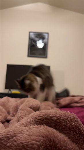 MykFlurry12 (@mykflurry12)’s video of Cat Making Biscuit