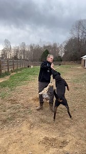 working dogs only 🔥 #GermanRottweiler #BigDawg #Power #Jaws #OGOB | JJ Lawhorn