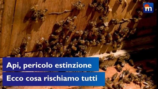 Api a rischio estinzione: i pericoli per l'uomo