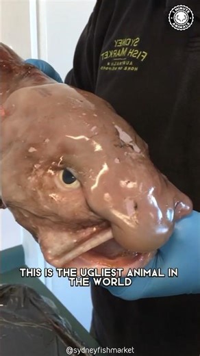 Blobfish 🐡 Are They The UGLIEST Animals?