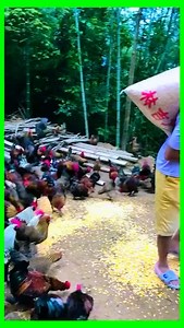 1.7M views · 24K reactions | Happy birds | Poultrycare.ng | Facebook