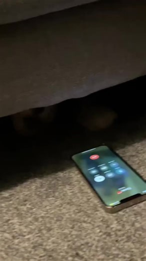 Dogs Who Only Listen to Their Dads: Hilarious Moments