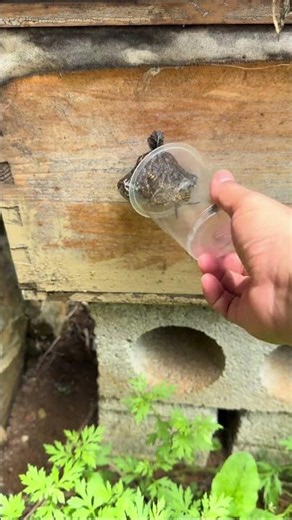 Catching the Honeybee's Worst Enemy! 🐝❌ #shorts #english #shortfeed #nature
