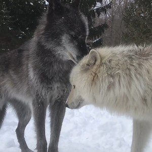 432K views · 92K reactions | Wolves are joyful. Wolves are loving. Wolves take care of each other. Be like a wolf  | Wolf Conservation Center | Facebook