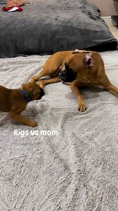 18K views · 1.2K reactions | Rigs  playing with his moma #boxer #foryou #puppy #reels #reelsfacebook | Angels by the Dozen Boxers | Facebook