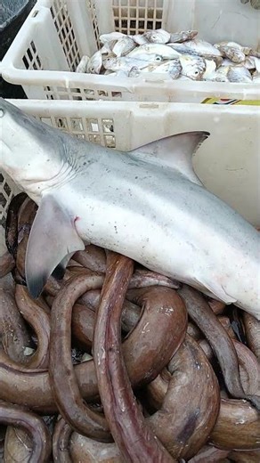 Carcharisnus amblyrinchos