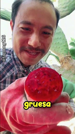 tuna: fruta de cactus deliciosa y rica en nutrientes#shorts