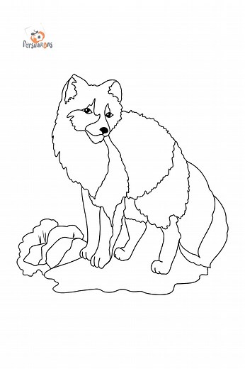 Coloring Page - A White Arctic Fox - Download and Color Online