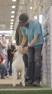 1.8K views · 88 reactions | WHO’S READY for the most exciting LIVE sale & show weekend of the spring! Willoughby Sales is bringing you the best of the best—top-tier genetics, the next show ring champion, and unmatched quality.  Mark your calendars and we will see you in two short weeks in Indianapolis, IN!  March 28-29 - Midwest Elite Show & Sale, Premier Goat Show & Sale, & The Premier 10 Sale✨ #WhereItAllBegan #goats #livestock #livestockshow | Willoughby Sales | Facebook