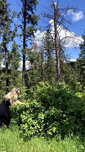 Exploring PNW Backyard Goals | Home Tour