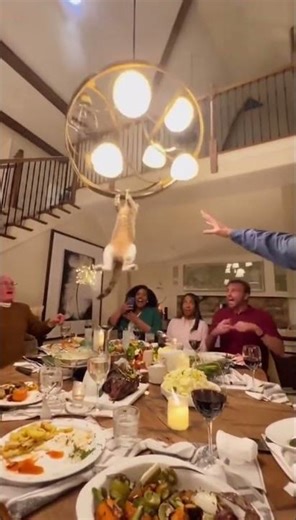 Cat DESTROYS Dinner Party!