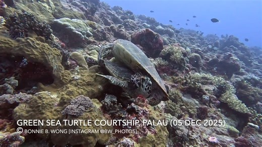 Bonnie B. Wong on Instagram: "5 Dec 2025 Turtle Courtship Here's the turtle courtship/mating/fighting video. I don't do any serious video editing. It's pretty much color correction and cropping for length and that's it. So here's it is - the noise you near me make is when they almost land on me. The video makes it much clearer that he's the one that keeps chomping on her flipper and she's just biting back in defense. It makes it much funnier when she finally shakes him loose and she goes after h