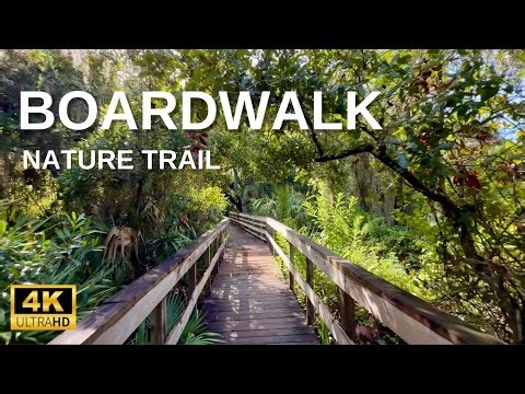 4K Virtual Hike through Florida Forest – Boardwalk Ambience with Nature Sounds