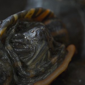 These turtles literally defrost back to life… The painted turtle is the world’s most northerly turtle. This means freezing temperatures but, luckily, these turtles have a unique adaptation up their sleeves (or shells). Meet the animals inhabiting our fragile frozen worlds. This is life on thin ice. ❄️ #FrozenPlanet2 New episode 8:50pm Tuesday 2 May on Channel 9 and 9Now | BBC Earth