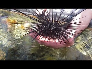 Dangerous Creatures!!