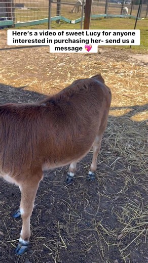 Here’s a little video of Lucy, the mini zebu we posted for sale yesterday 🐮💕 She’s as sweet as she looks — bottle-raised, gentle, and loves attention. We’ve had a lot of interest already, so serious inquiries only please. She’ll make a perfect Christmas present, pasture pet, or companion for your farm! 🌿 | Happy Hippie Homestead