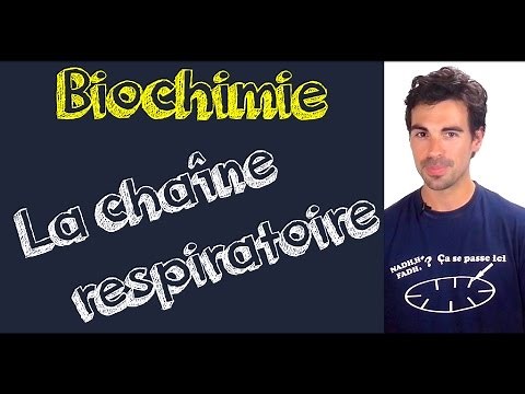 Biochemistry lesson: the respiratory chain