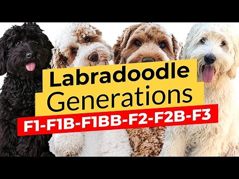 Top Labradoodle Generations: F1 🐶 F1B 🐶 F2 🐶 F2B 🐶 F3