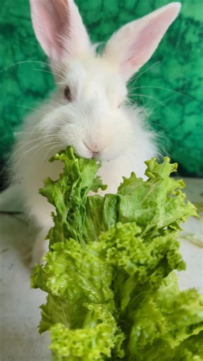 Cute Rabbit Tries Kale for the First Time! 🥬 | Funny Animal Moments