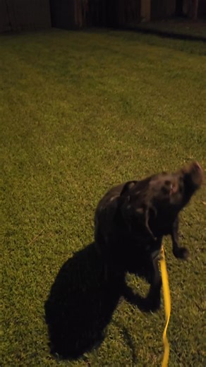 The Bogey is upset the back yard is closed due to paver repairs around the pool. M 770.668.6598 | K9CorpsSitters | Facebook