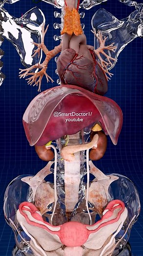 Smart Doctor on Instagram: "🫀 Female Anatomy Scan 📽️♀️ . . 👩‍⚕️ Explore the female body like never before! This 3D animation reveals the internal organs of a woman, including the heart, liver, kidneys, reproductive system, intestines, and more – all in detailed anatomical layers. 🧬 Perfect for: • Medical Students • Healthcare Professionals • Anatomy Enthusiasts 🎥 Created by Smart Doctor 💡 Follow for high-quality 3D anatomy content. . . . . #anatomy #medical #medicine #doctor #health #healt