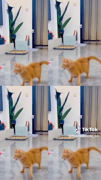 What happens when my cat gets a new toy?#china #cat #funny #toy #pet