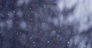 Gentle Snowfall in a Winter Nature Scene