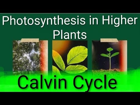 4- Photo synthesis in Higher Plants / Class / 11/ Calvin Cycle - Lecture -4.