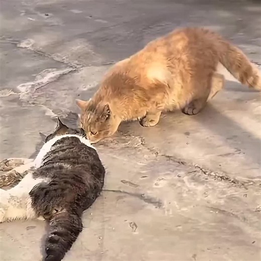 Cat sad // #cat #catsad #catsadstory #catsoftiktok #dextersad | sad