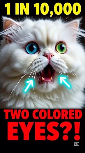 "I Found a Cat With Two Different Colored Eyes 😱 RAREST Heterochromia Cat!"