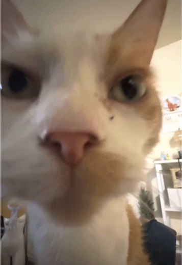 chill.cat.guy on TikTok